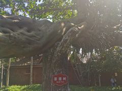 -瑞丽独树成林风景区