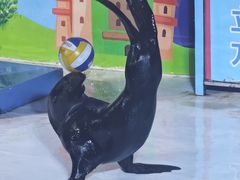 -成都浩海立方海洋公园