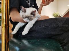 -喵喵咪呀布偶猫咖(春熙路店)