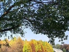 -瑶湖郊野森林公园