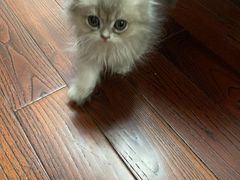 -东方名猫馆·英短金渐层布偶猫舍(环线广场1号楼店)