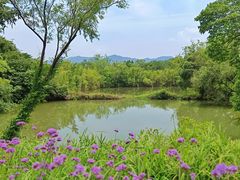 -西溪国家湿地公园