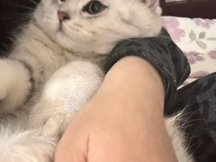 -喵zoo家庭繁育猫舍(尖东智能花园店)