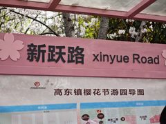 -高东镇樱花园