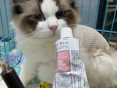 -嘉馨宠物医院·CT影像转诊·心脏科·犬猫全科诊疗中心(下沙大学城院区)