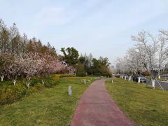 -西京湾花海