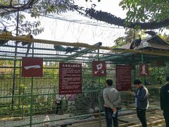 -瑞丽独树成林风景区