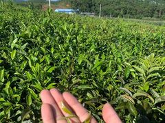 -西双版纳原始森林公园