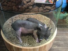 -正佳雨林生态植物园