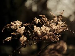 -三圣花乡旅游区