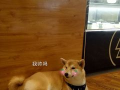 -柴务处·柴犬主题狗咖