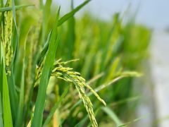 -中国天府农业博览园