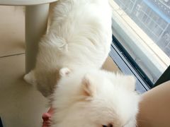 -怪兽屋·羊驼·猫咖·狗咖(俊华广场店)