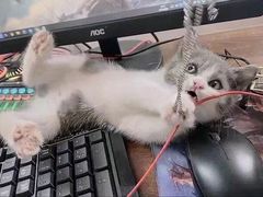 -喵汪萌宠屋旗舰店.洗澡美容.猫狗基地