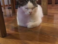 -喵园·猫主题咖啡厅·撸猫·猫咖(国贸店)