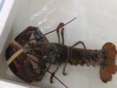 -板桥海鲜广场(文明东店)