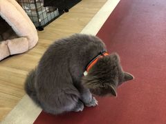 -Vamos巴猫司健身中心(五角场店)