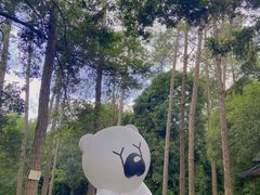 -南宁良凤江国家森林公园