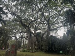 -独树成林