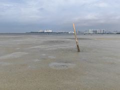 -红树林天天赶海