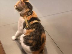 -Again Coffee Roaster(香蜜湖店)