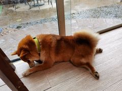 -柴犬高等学院·狗咖·柴犬售卖·宠物训练