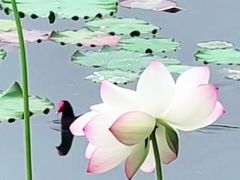 -南宁南湖公园