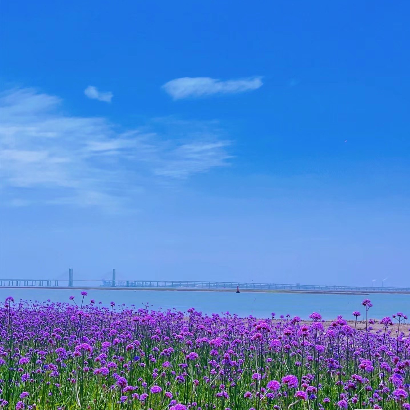 泉州花海