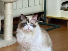 -中农大我爱我爱24h动物医院·中医针灸·猫专科·骨科医疗中心(双井店)