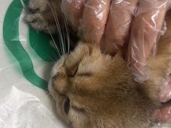 -瑞派宠物医院·24h·骨外科·皮肤科·全科宠物医疗转诊中心(沈阳浑南院)