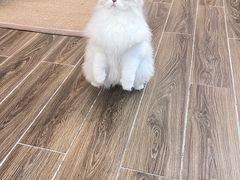 -猫大福·Fortune Cat猫舍(百子湾店)