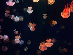 -成都浩海立方海洋公园