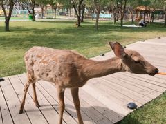 -北京鹿世界主题园