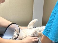 -瑞鹏宠物医院·普外科·影像科·皮肤科(城市山谷分院)