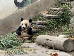 -中国大熊猫保护研究中心雅安碧峰峡基地