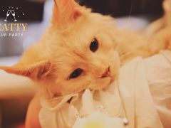 -猫小院猫主题咖啡厅(北锣店)