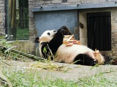 -都江堰中华大熊猫苑