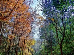 -上海海湾国家森林公园