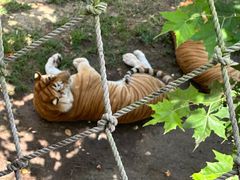 -西霞口神雕山野生动物世界