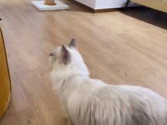 -1013 PET SHOP精品宠物商店(丁香店)