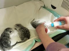 -瑞鹏宠物医院·爱宠堂·骨外专科(西荷分院)