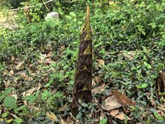 -上海佘山国家森林公园天马山园