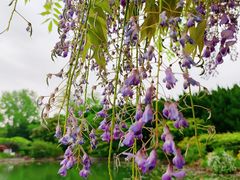 -嘉定紫藤园
