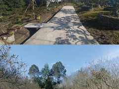-陈家桅杆