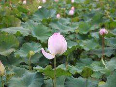 -长广溪湿地公园