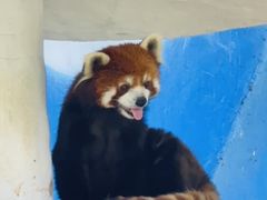 -栾川竹海野生动物园