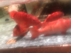 -阿伟海鲜楼·福建菜(延寿店)