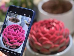 -双季花艺园艺市场(浦东店)