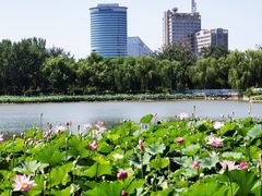 -莲花池公园