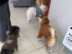 -怪兽屋·羊驼·猫咖·狗咖(俊华广场店)